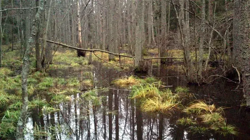 flood.webp