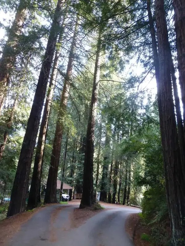 Road in the Redwoods.webp
