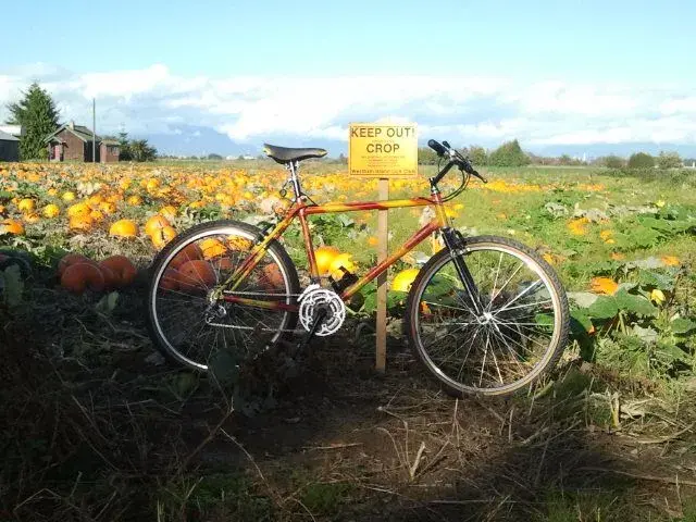 pumpkin.webp