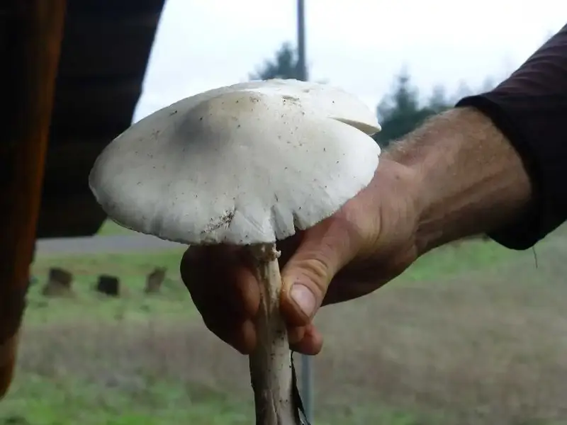 Death Cap.webp