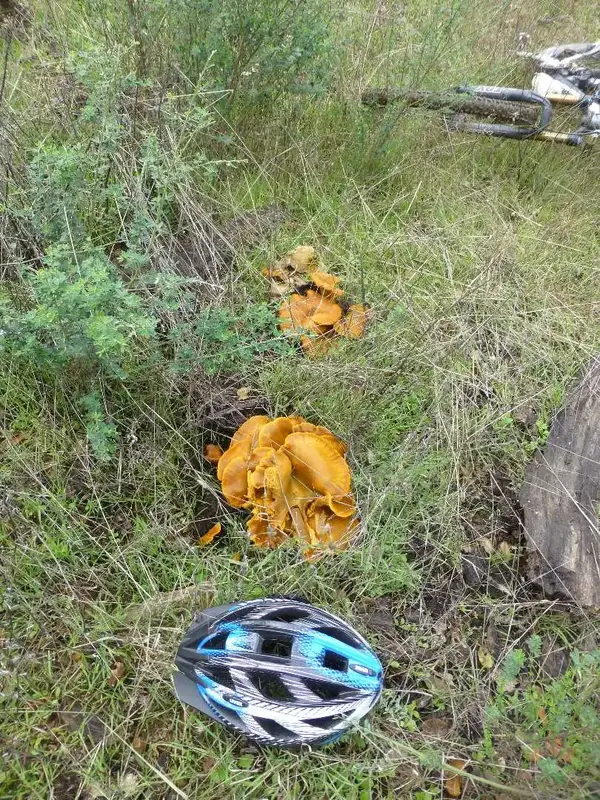 'Shrooms.webp