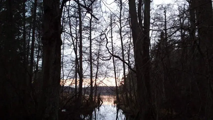 forest.webp