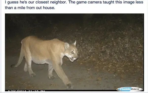 Mtn. Lion.webp