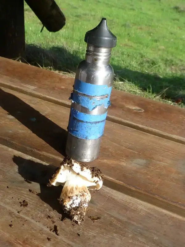 Fat Stem shroom.webp