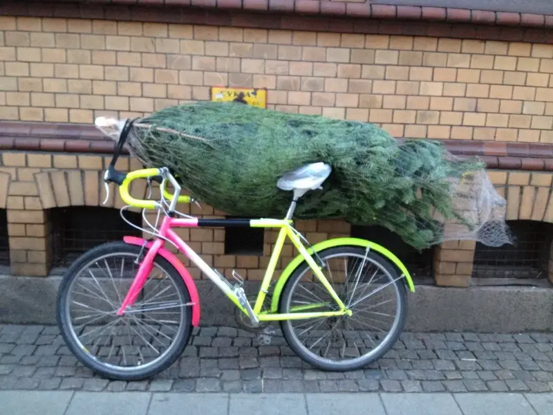 treebike copy.webp