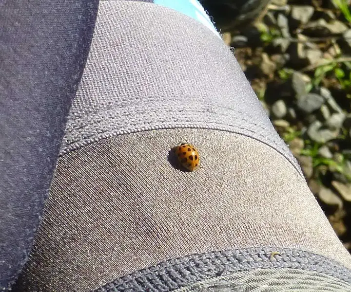 Ladybug on my leg.webp