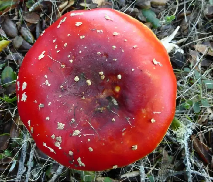amanita3.webp