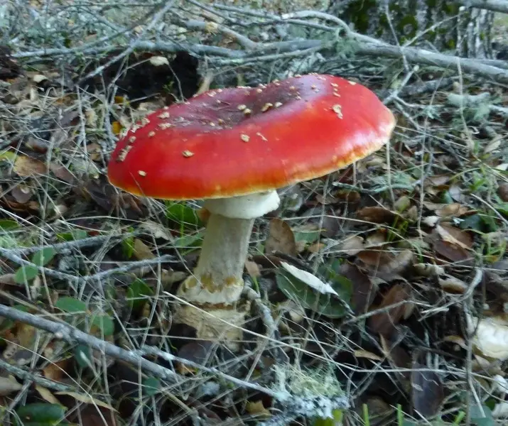 amanita2.webp