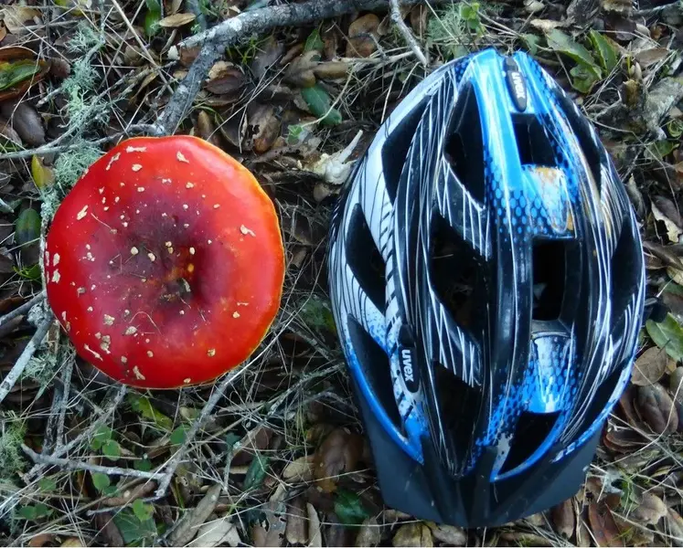 amanita1.webp