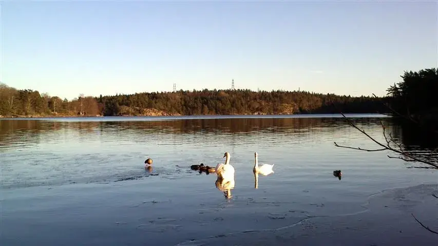 birds.webp