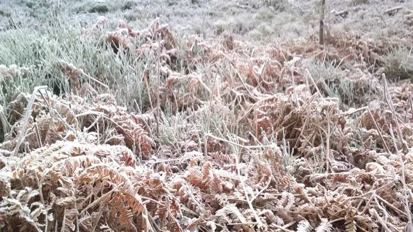 frozen bracken.webp