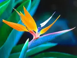 bird of paradise.webp