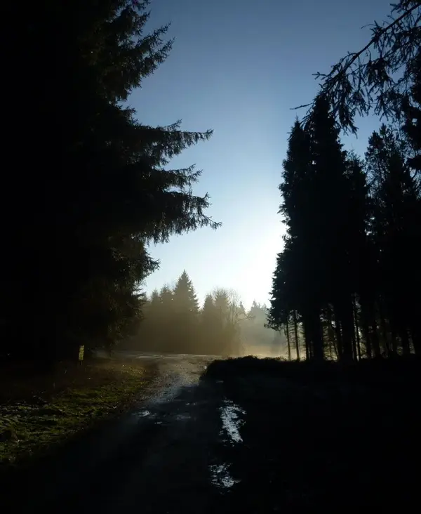 Into the light2.webp