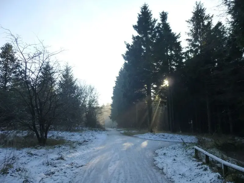 Trees.webp