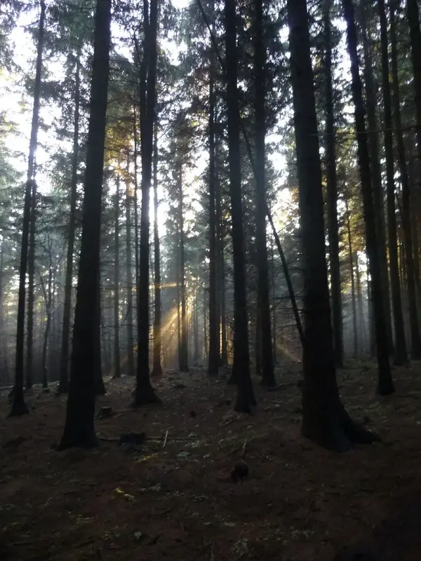 In the woods4.webp