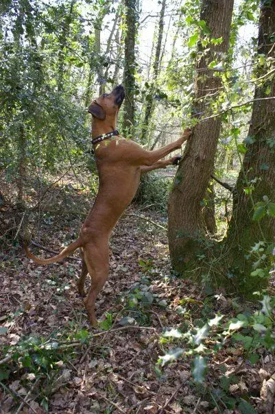 stig tree small.webp