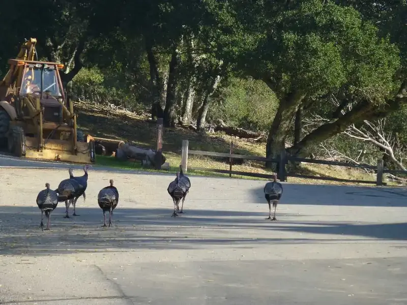 Turkeys at Sky Oaks.webp