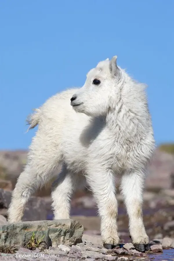 1859_1mountain_goat01893d.webp