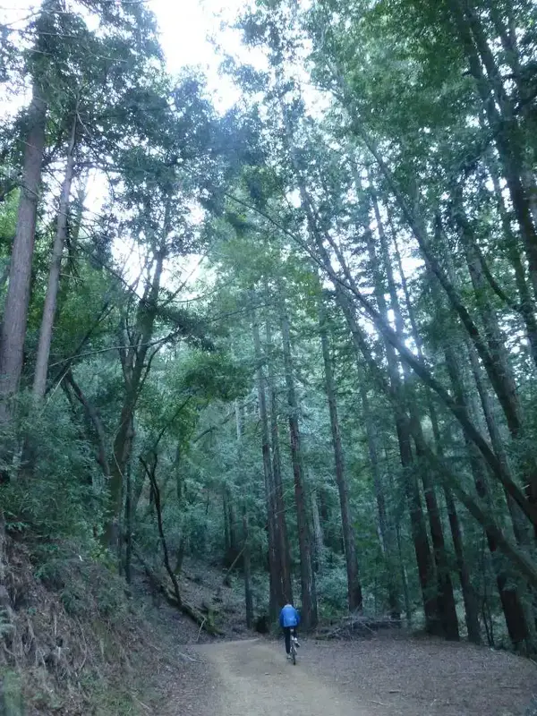 Coast Redwoods.webp