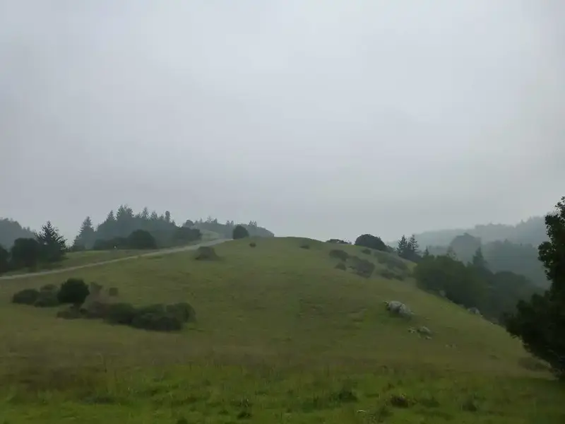 Misty out.webp
