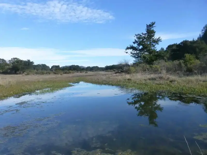 Vernal Pool.webp