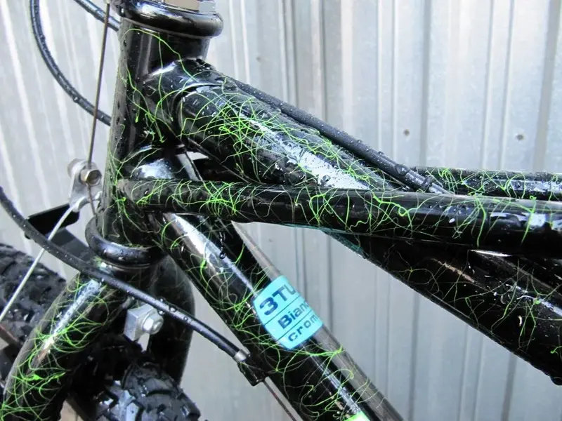 Bianchi Pholcus (6).webp