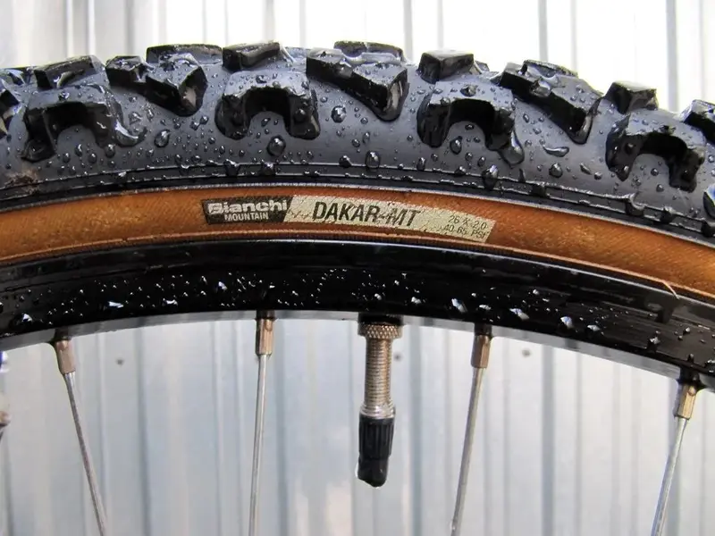 Bianchi Pholcus (13).webp