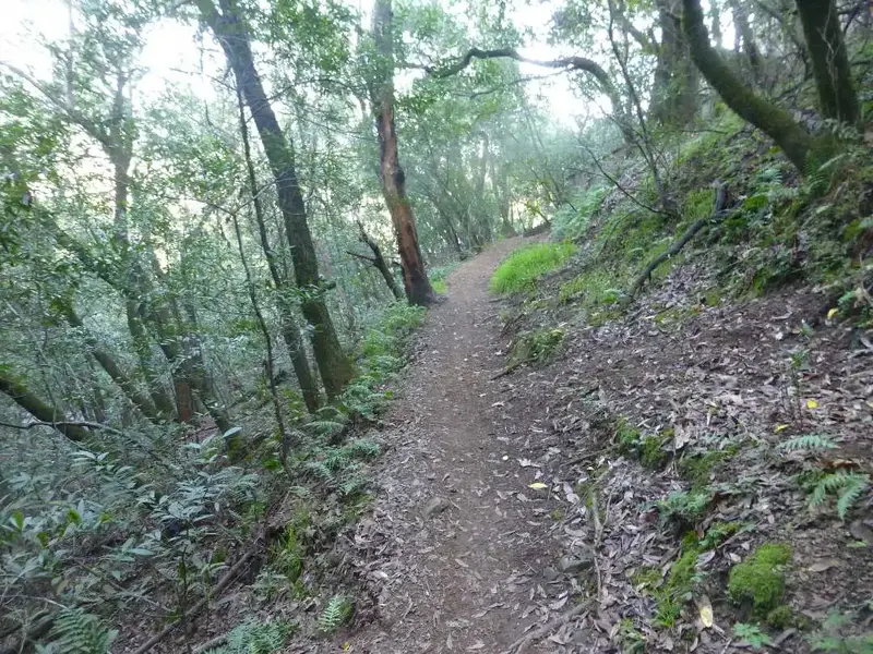 OG Trail.webp