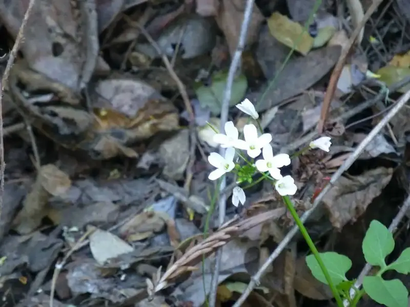 January Wildflowers.webp