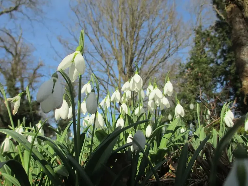 snowdrops.webp