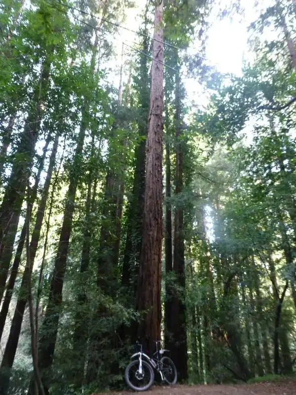 Church of the Redwoods.webp