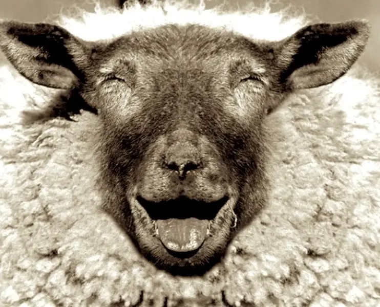 It's woolley 037.webp