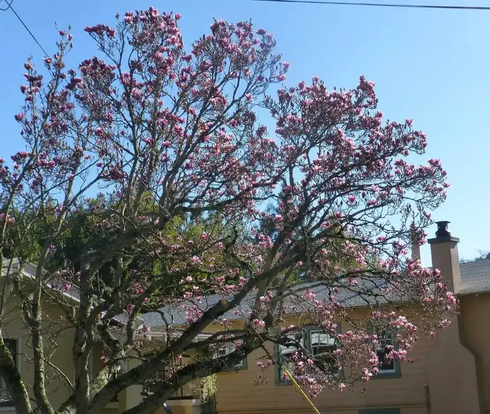 Magnolia tree.webp