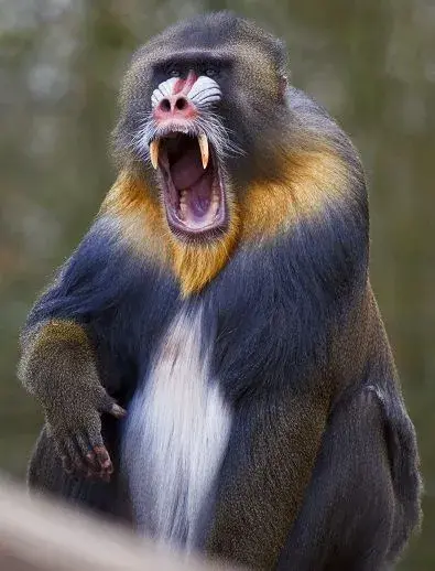 mandril.webp