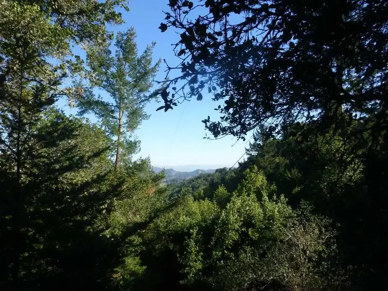 Looking East.webp