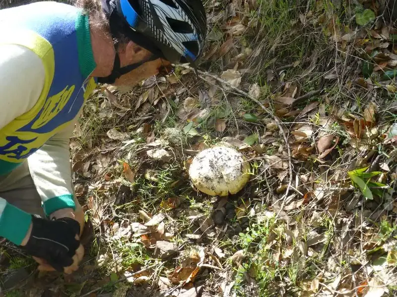 Big 'Shroom.webp
