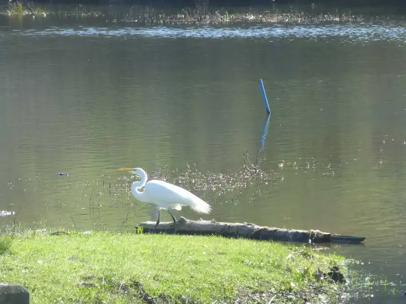 Snowy Egret.webp