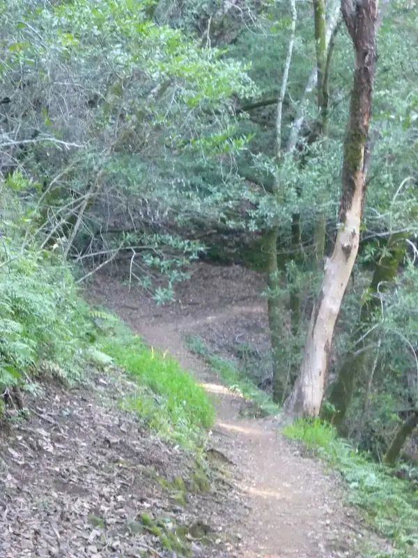 OG Trail.webp