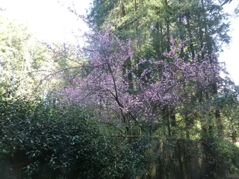 Cherry Tree.webp