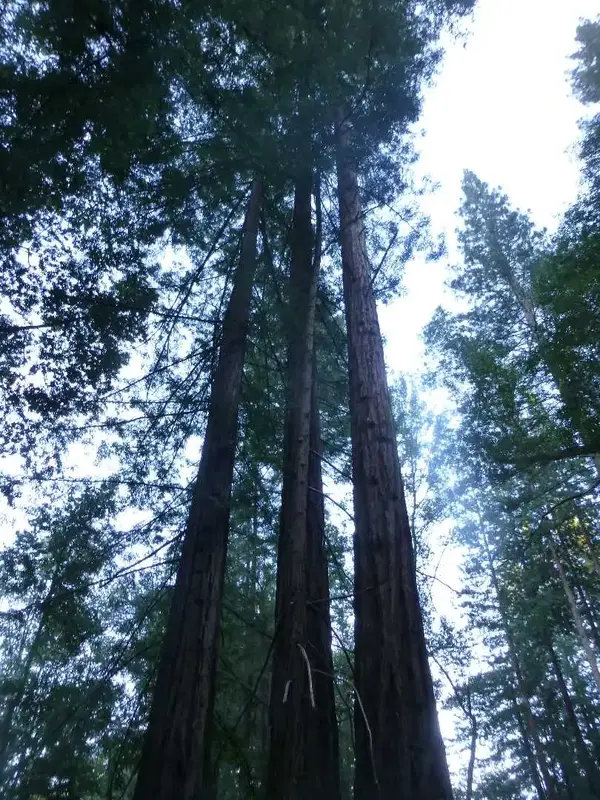 250' plus tall.webp