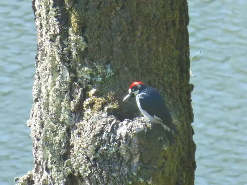 Acorn Woodpecker.webp