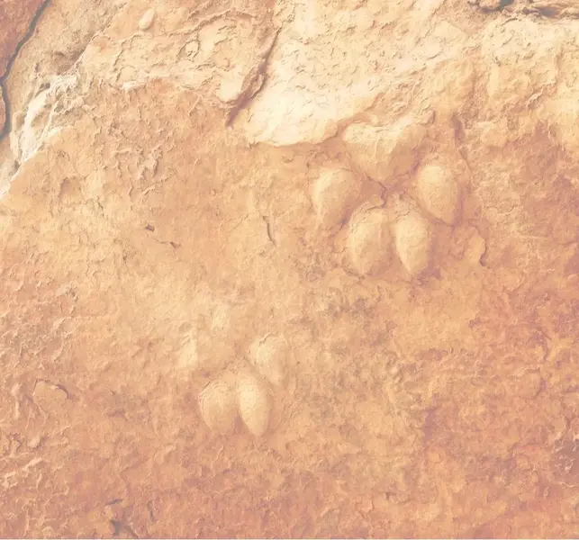 Borrego014.webp