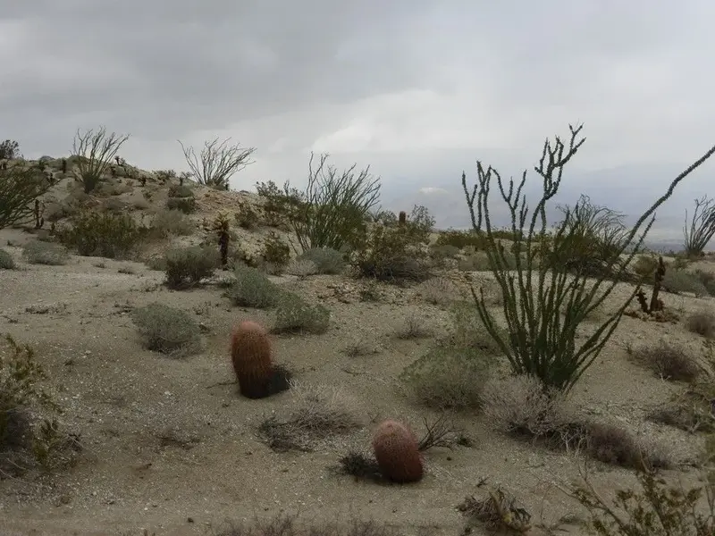 Borrego009.webp