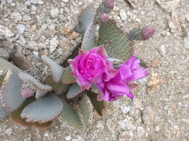 Borrego011.webp
