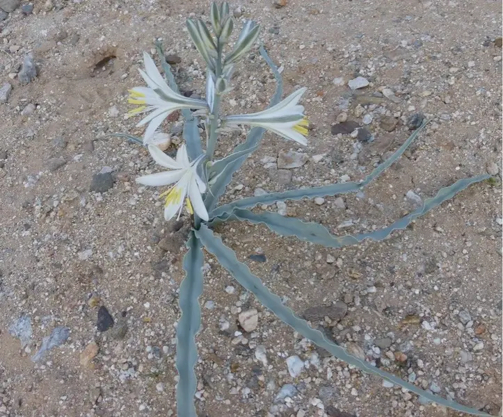 Borrego008.webp