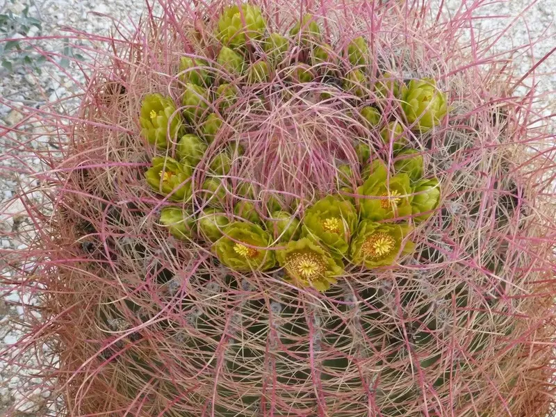 Borrego012.webp