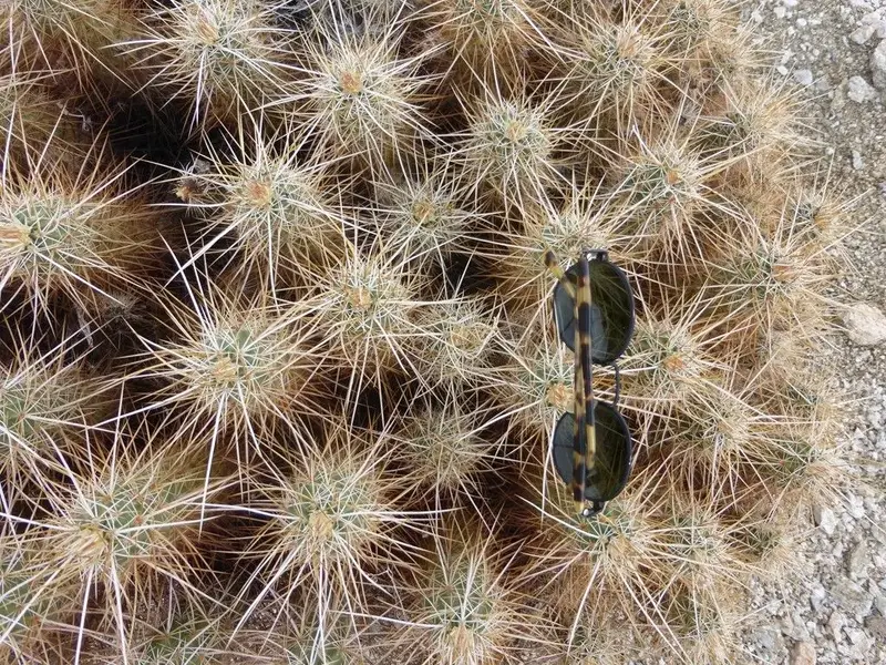 Borrego021.webp