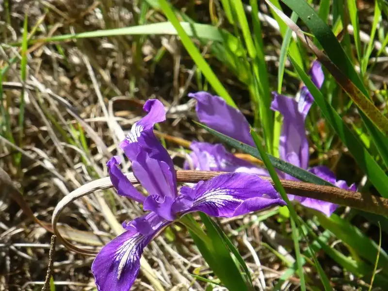 Douglas Iris.webp