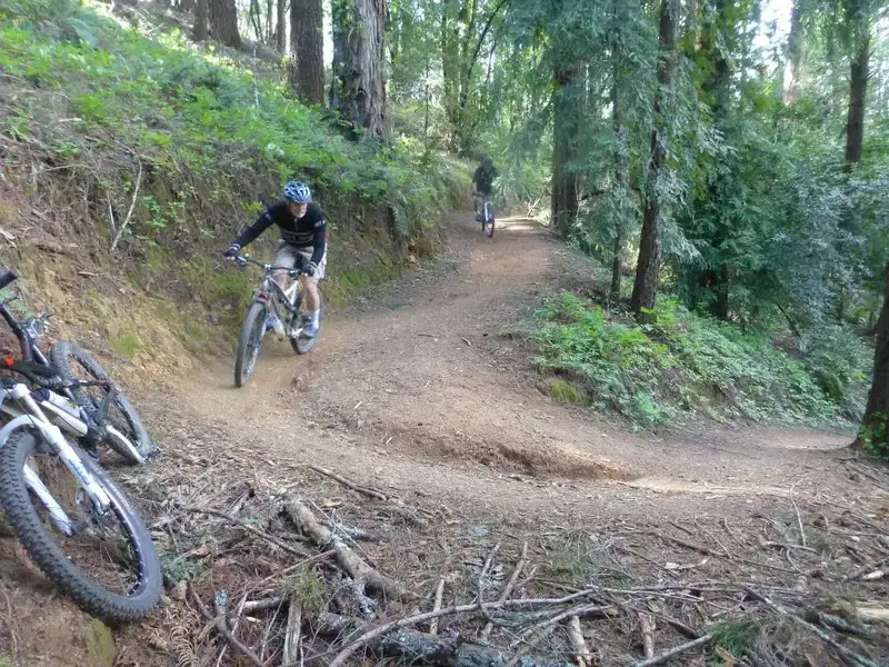 Redwood Forrest.webp