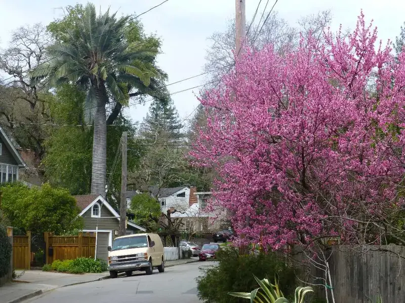 Palm and Cherry trees.webp